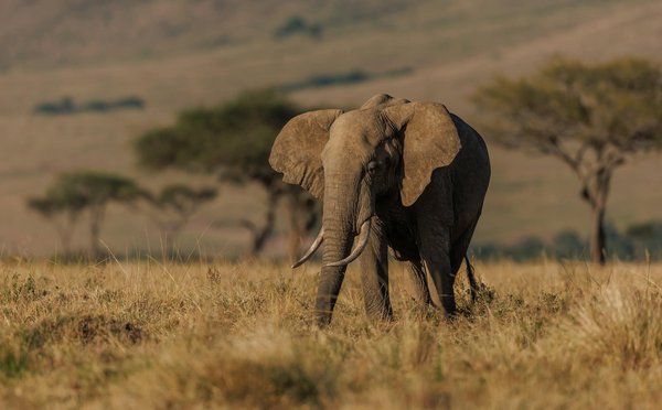 Comment organiser un camping pour observer les éléphants en Tanzanie?