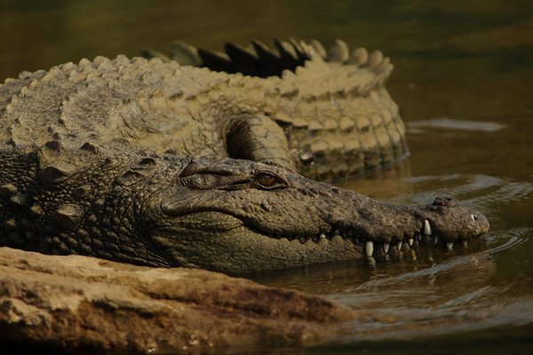 Comment organiser une expédition pour observer les crocodiles du Nil, Botswana?
