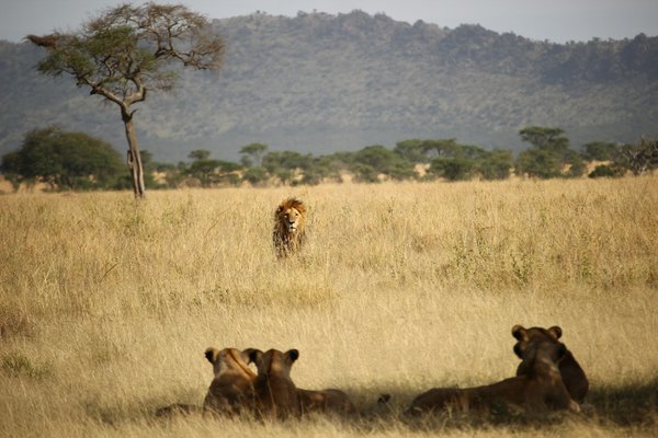 Quels sont les meilleurs spots pour l'observation des lions de mer en Patagonie, Argentine ?